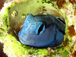 Red sea mimic blenny. by Sean Cooper 